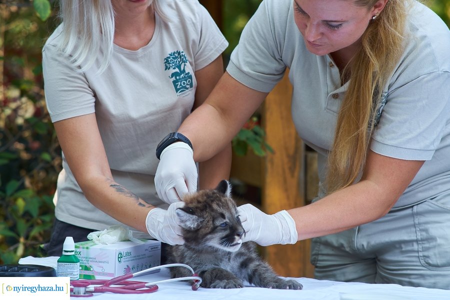 Kis pumák az Állatparkban