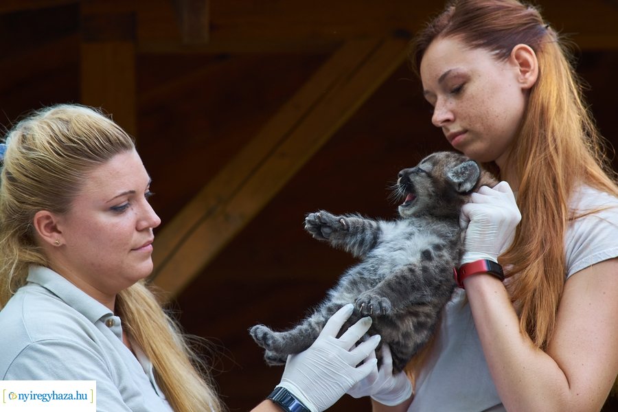 Kis pumák az Állatparkban