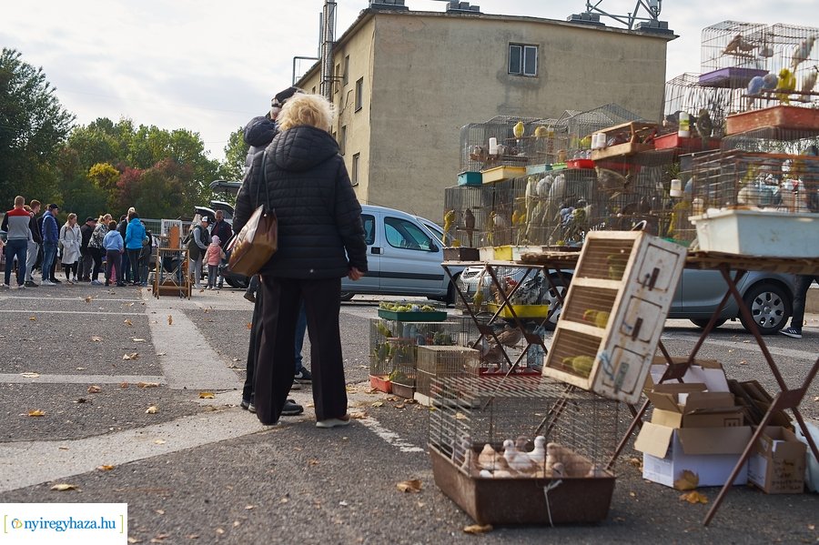 Kisállat börze a Kertvárosban - 20221009