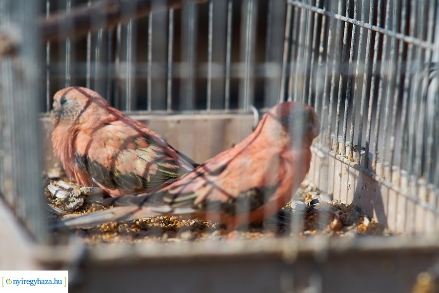 Kisállat börze a Kertvárosban - 20221009