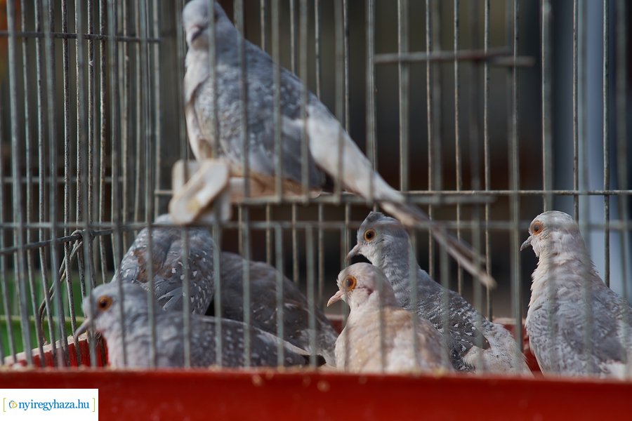 Kisállat börze a Kertvárosban - 20221009