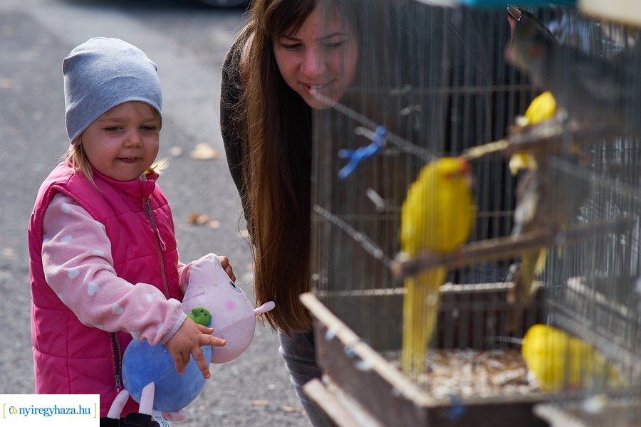 Kisállat börze a Kertvárosban - 20221009