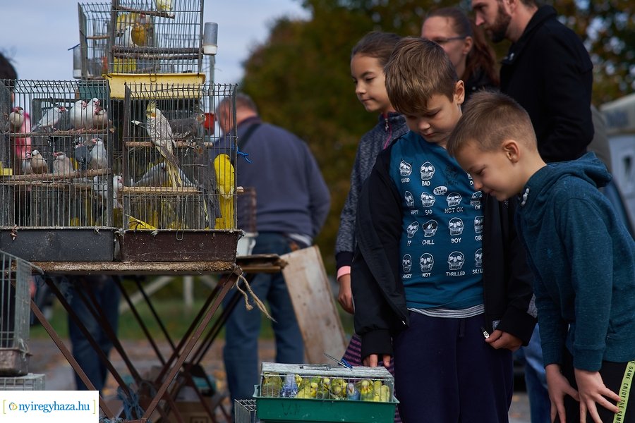 Kisállat börze a Kertvárosban - 20221009