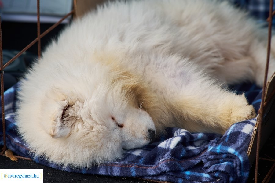 Kisállat börze a Kertvárosban - 20221009