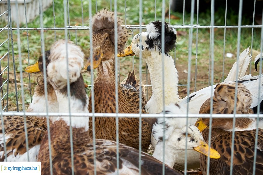 Kisállat börze a Kertvárosban - 20221009