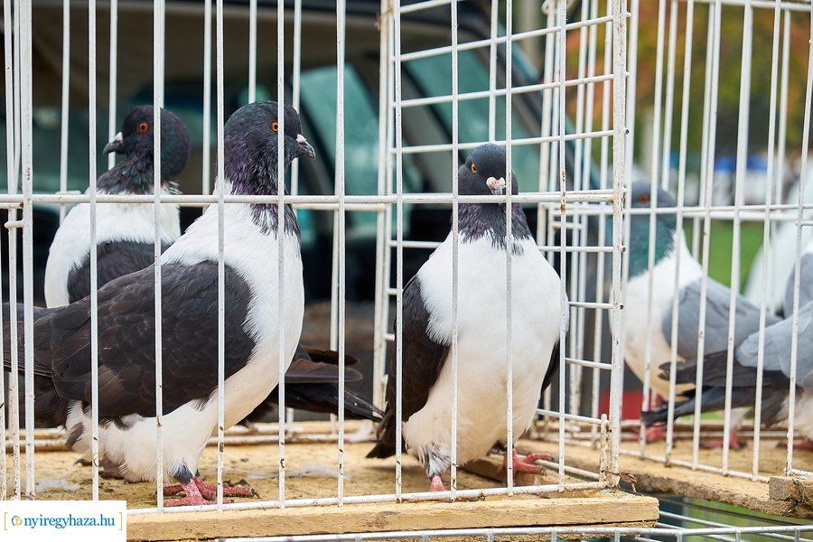 Kisállat börze a Kertvárosban - 20221009