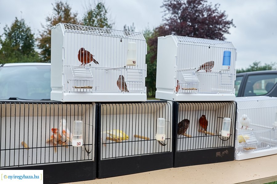 Kisállat börze a Kertvárosban - 20221009
