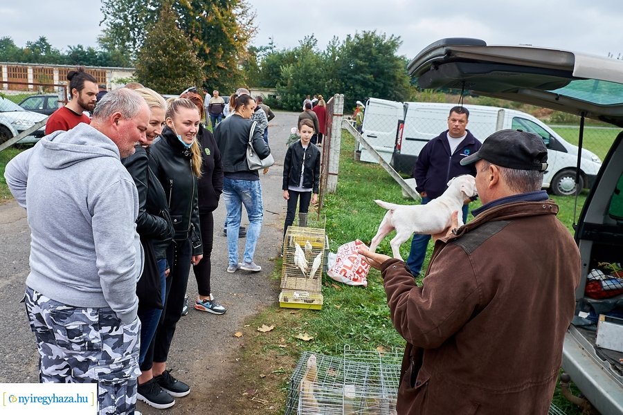 Kisállat börze a Kertvárosban - 20221009