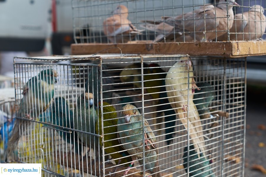 Kisállat börze a Kertvárosban - 20221009