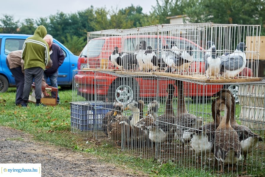 Kisállat börze a Kertvárosban - 20221009