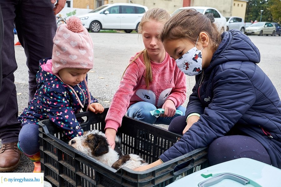 Kisállat börze a Kertvárosban - 20221009
