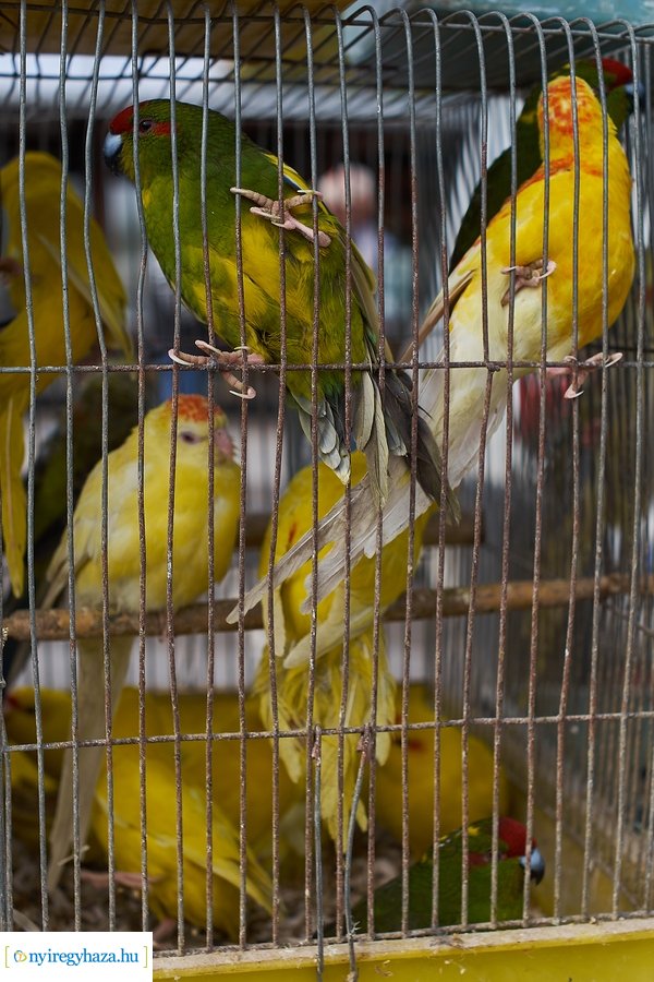 Kisállat börze a Kertvárosban - 20221009