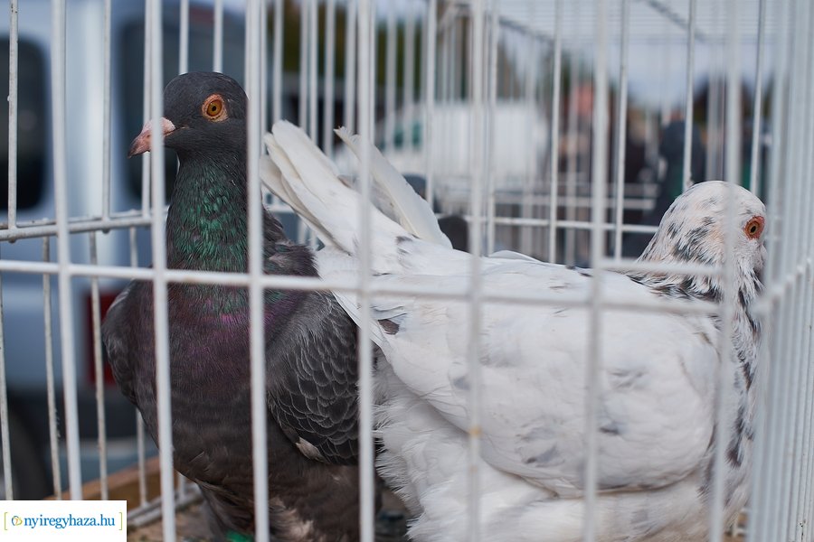 Kisállat börze a Kertvárosban - 20221009