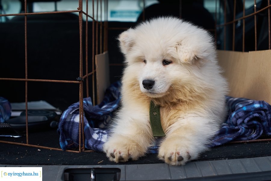 Kisállat börze a Kertvárosban - 20221009