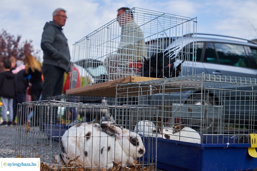 Kisállat börze a Kertvárosban - 20221009