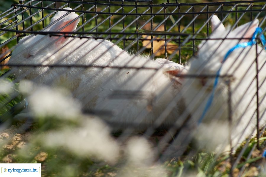 Kisállat börze a Kertvárosban - 20221009