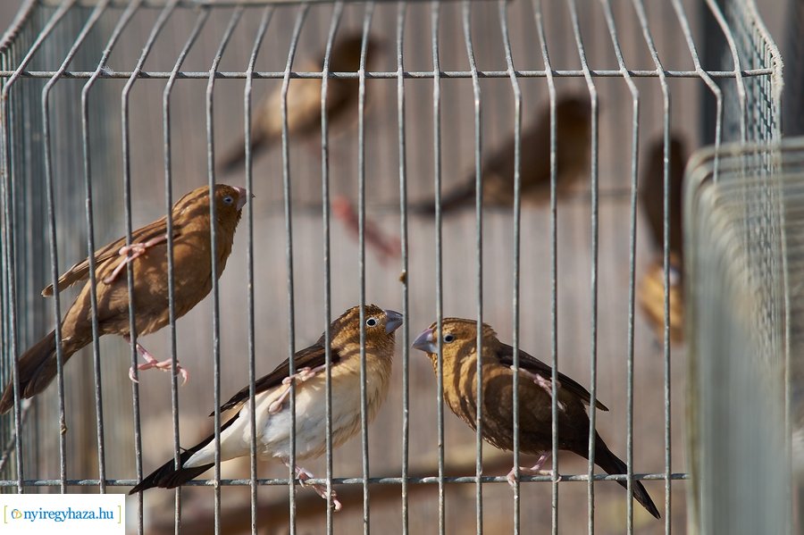 Kisállat börze a Kertvárosban - 20221009