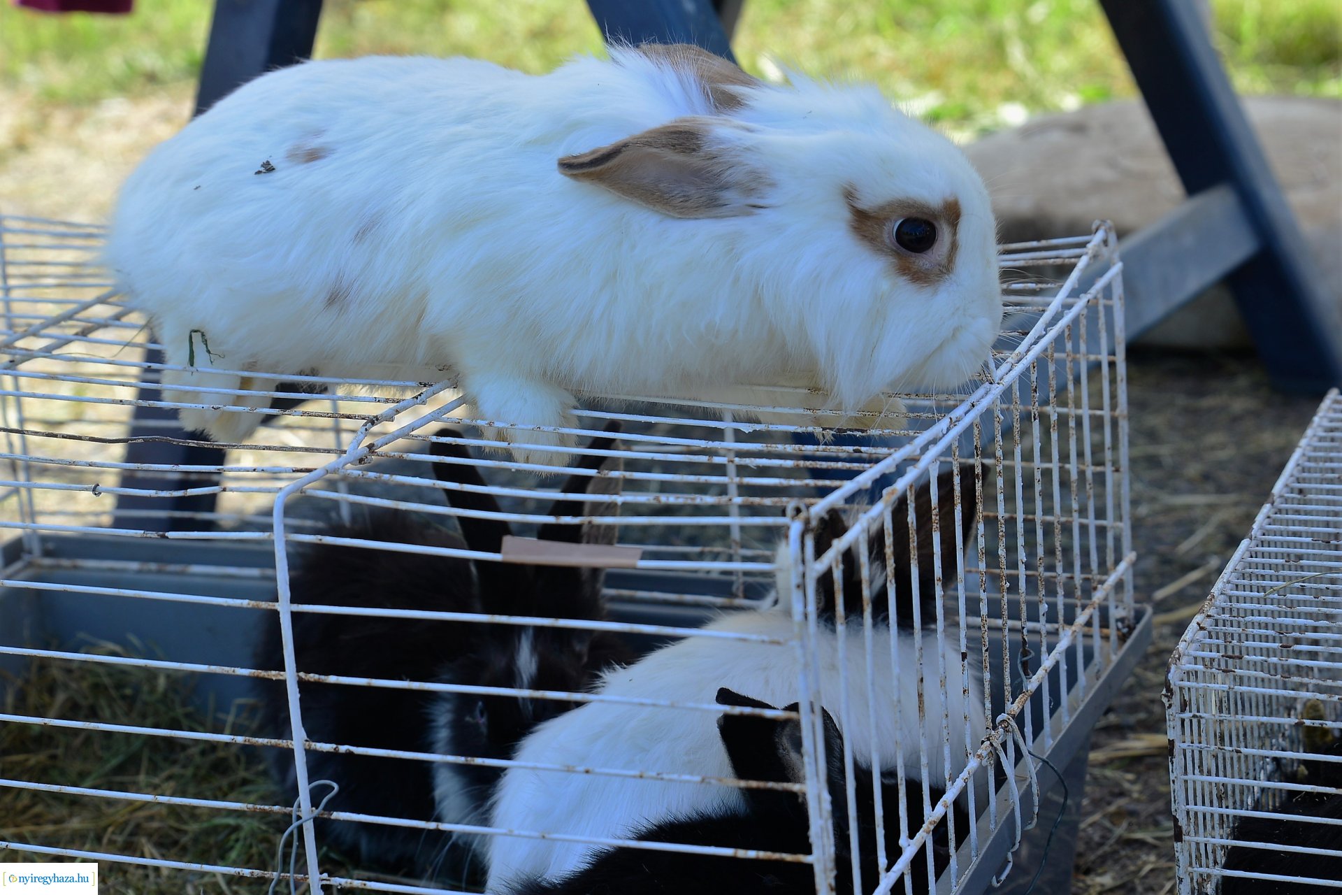 Kisállatbörze a Fokos utcai piacon 2021