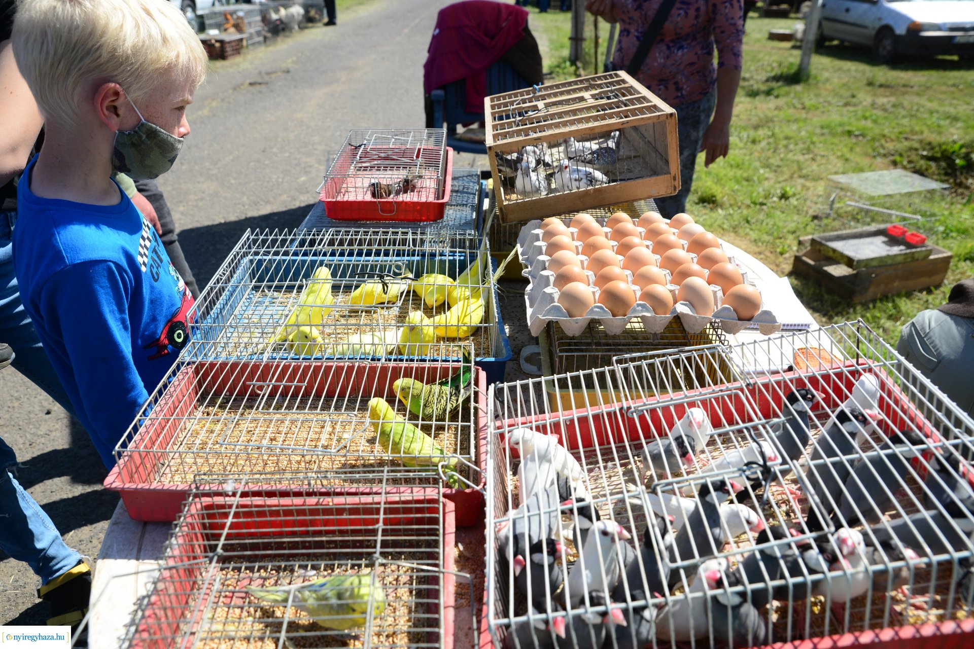 Kisállatbörze a Fokos utcai piacon 2021