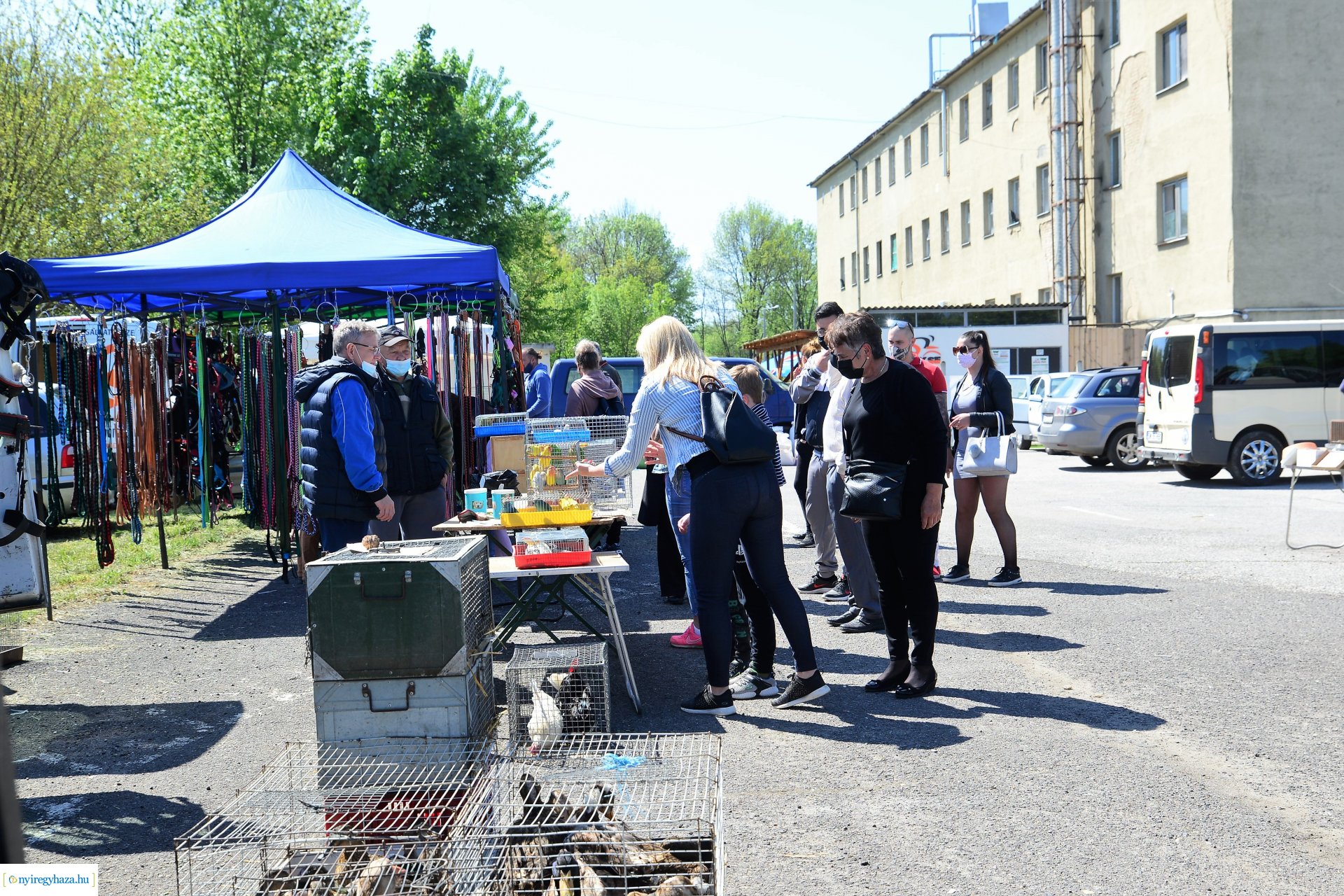 Kisállatbörze a Fokos utcai piacon 2021