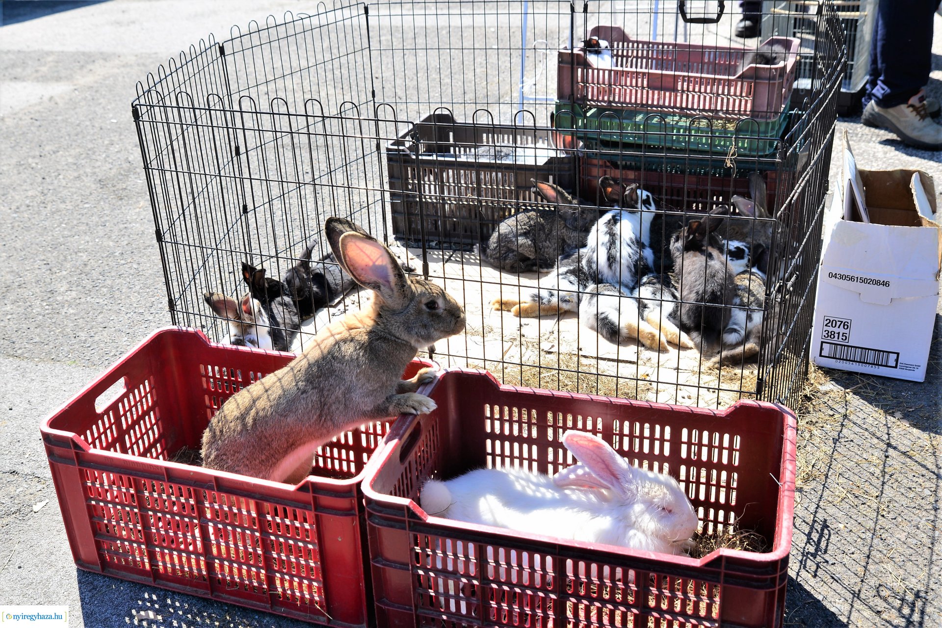 Kisállatbörze a Fokos utcai piacon 2021