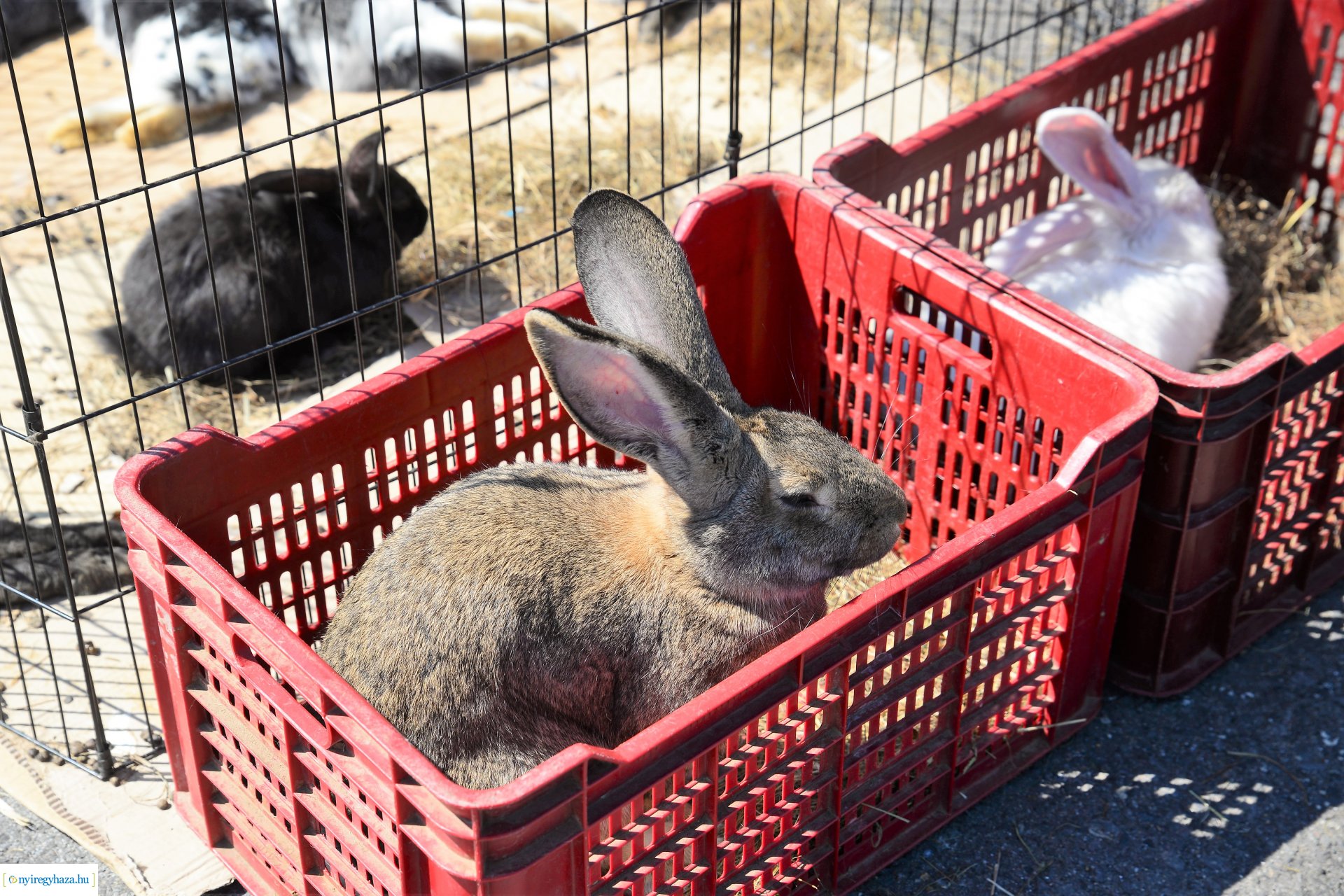 Kisállatbörze a Fokos utcai piacon 2021