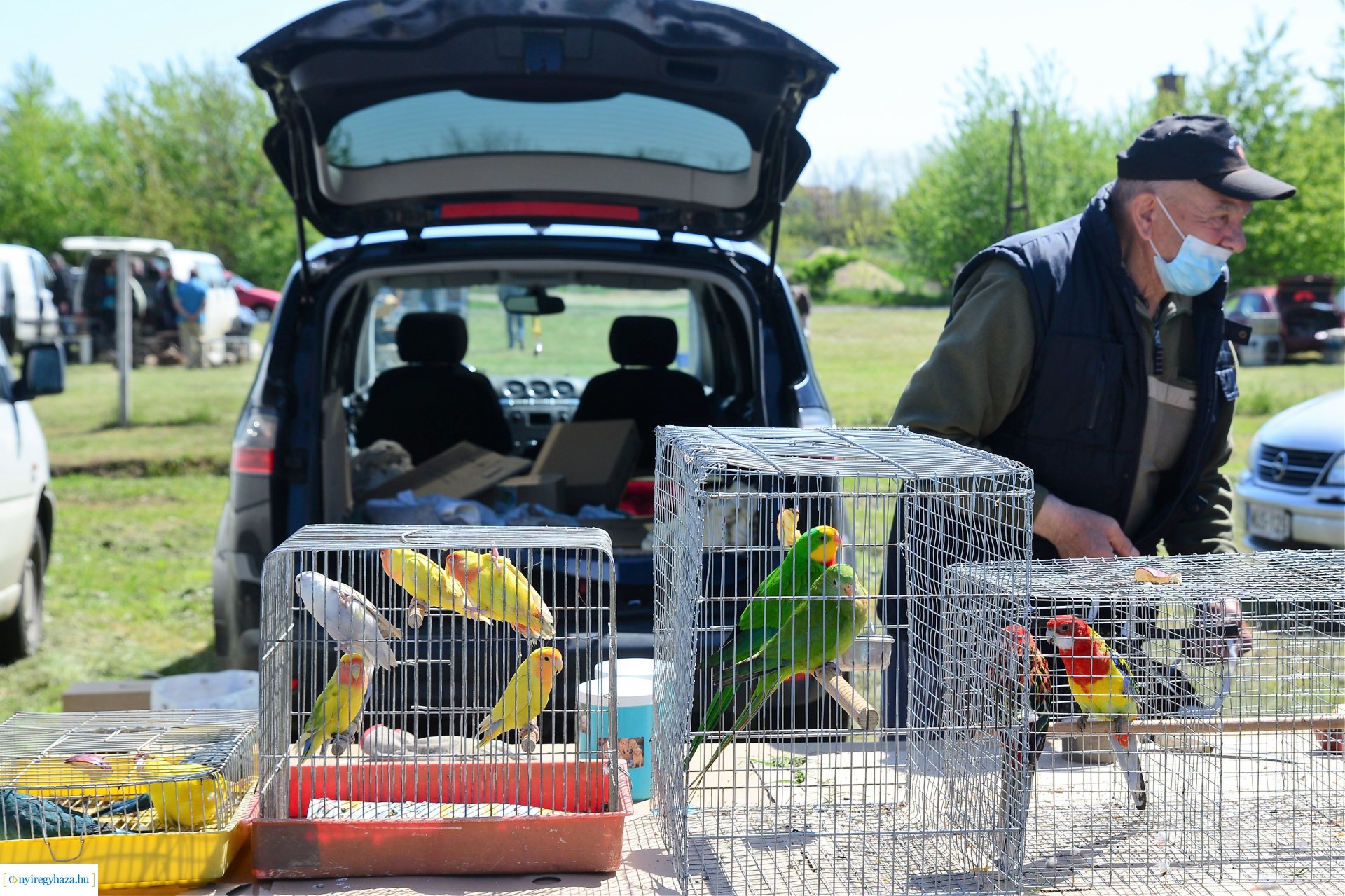 Kisállatbörze a Fokos utcai piacon 2021