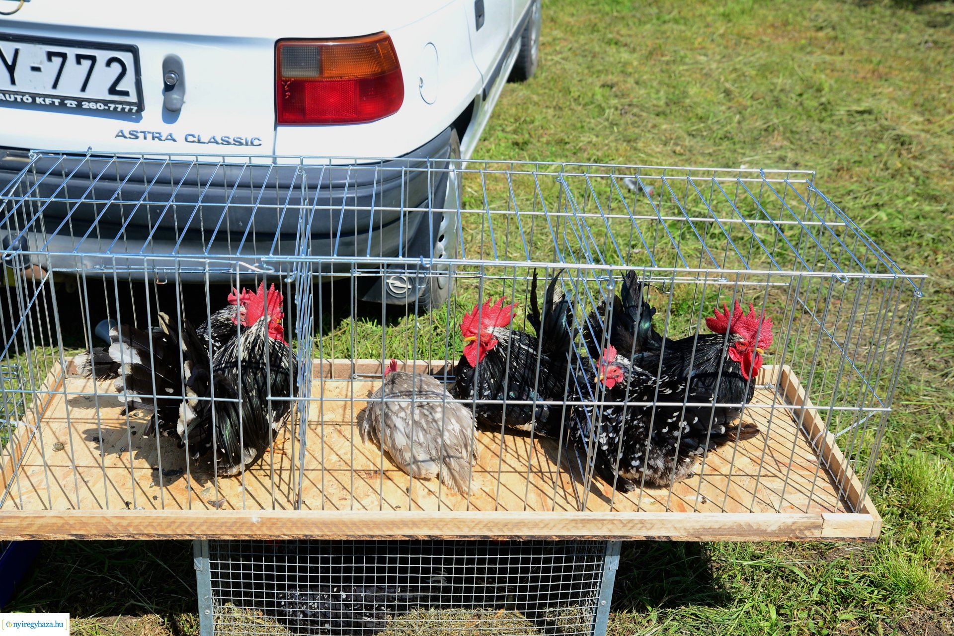 Kisállatbörze a Fokos utcai piacon 2021