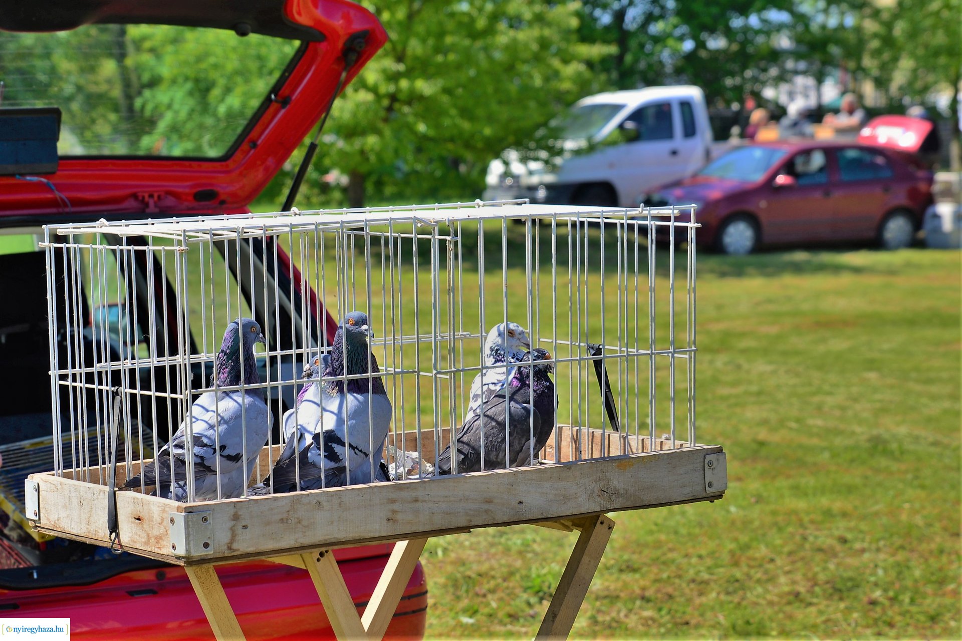 Kisállatbörze a Fokos utcai piacon 2021