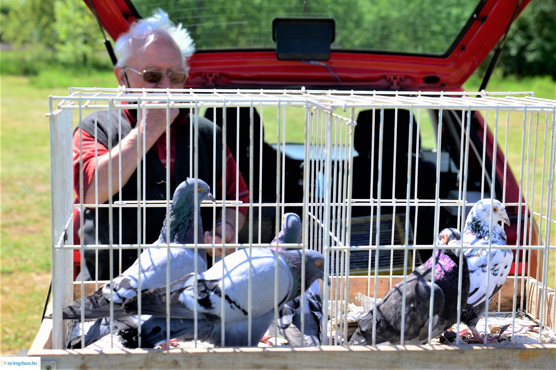 Kisállatbörze a Fokos utcai piacon 2021