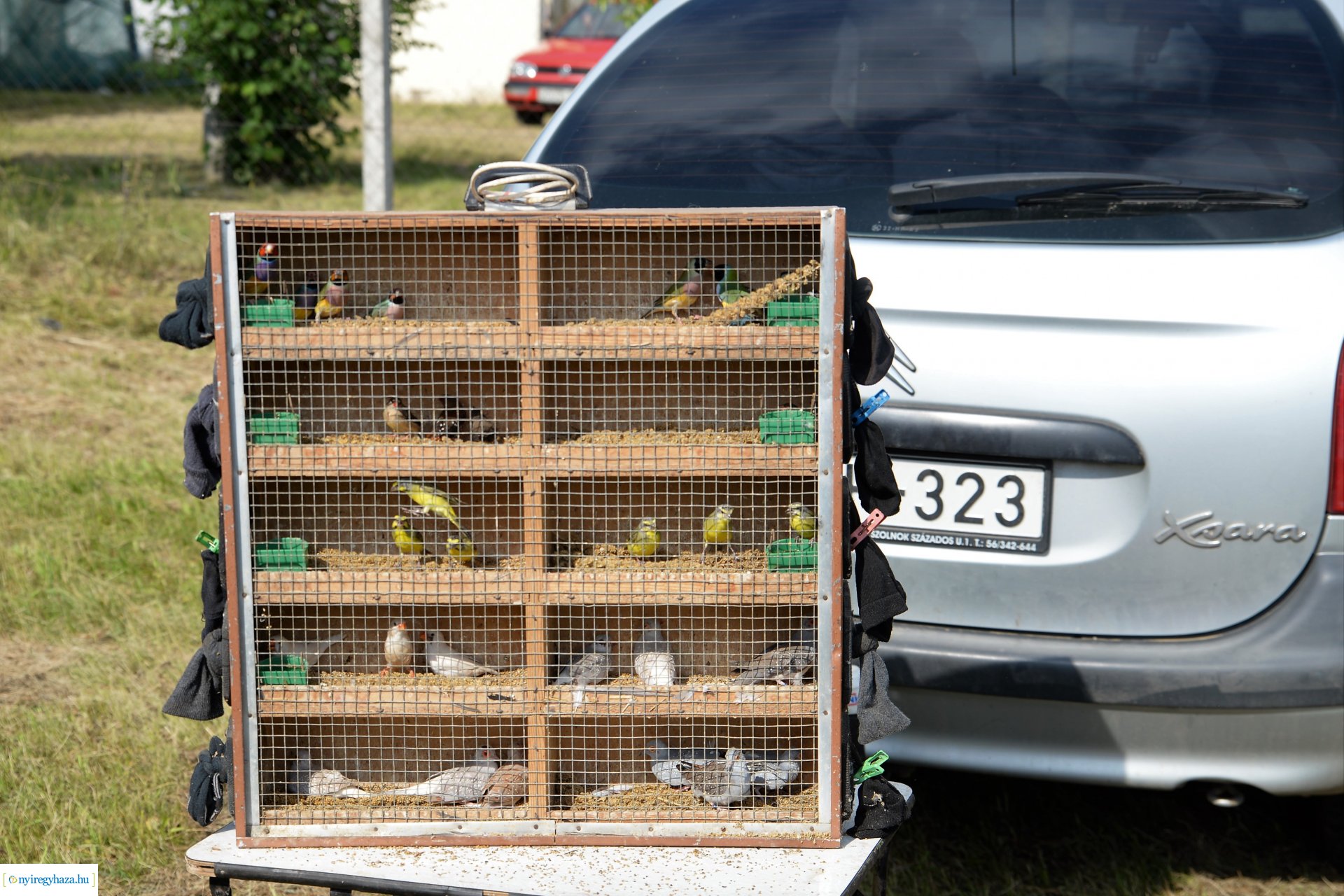 Kisállatbörze a Fokos utcai piacon