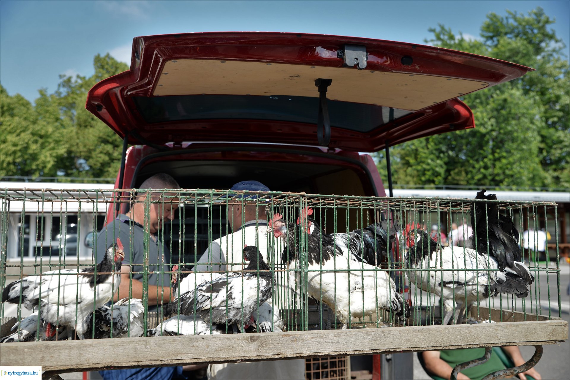 Kisállatbörze a Fokos utcai piacon