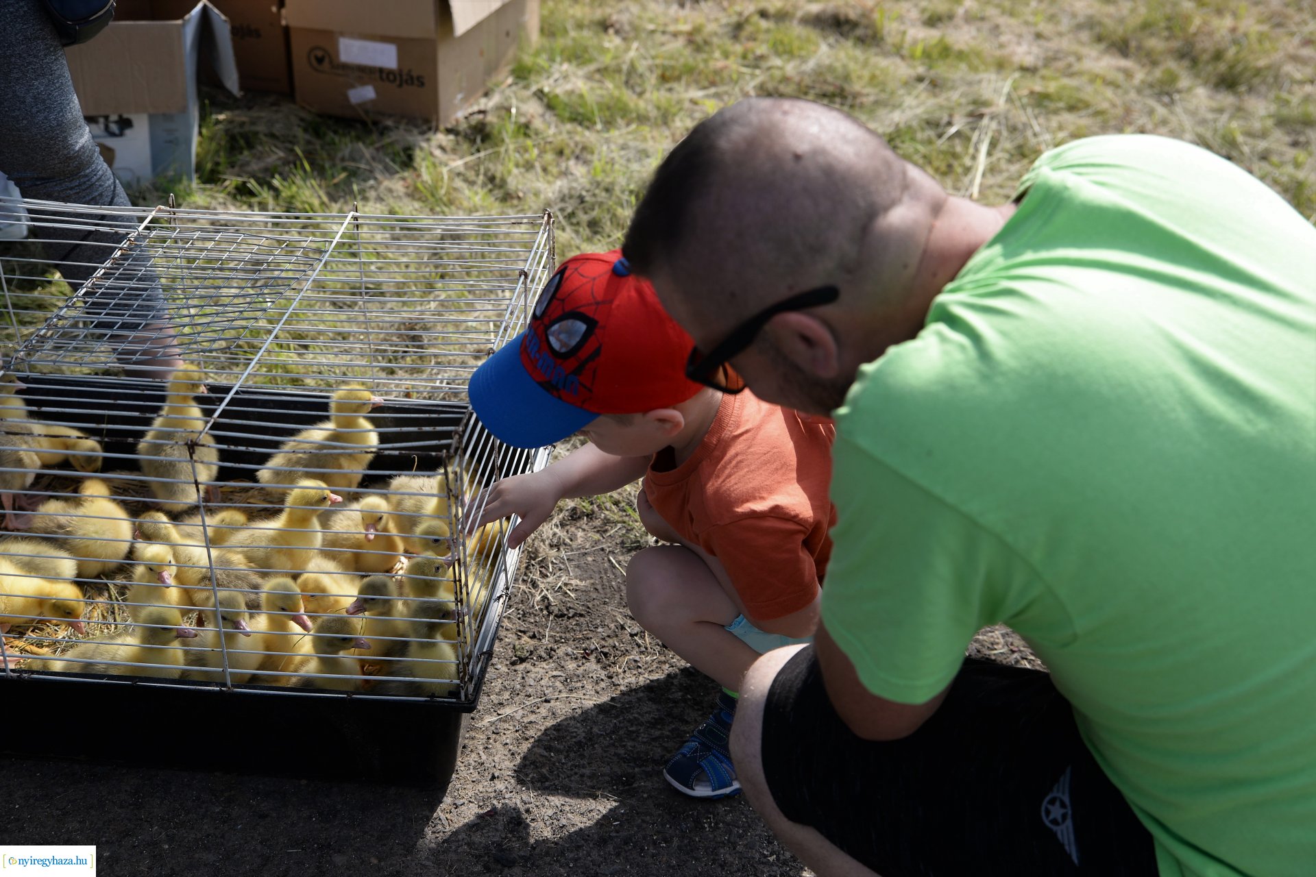 Kisállatbörze a Fokos utcai piacon