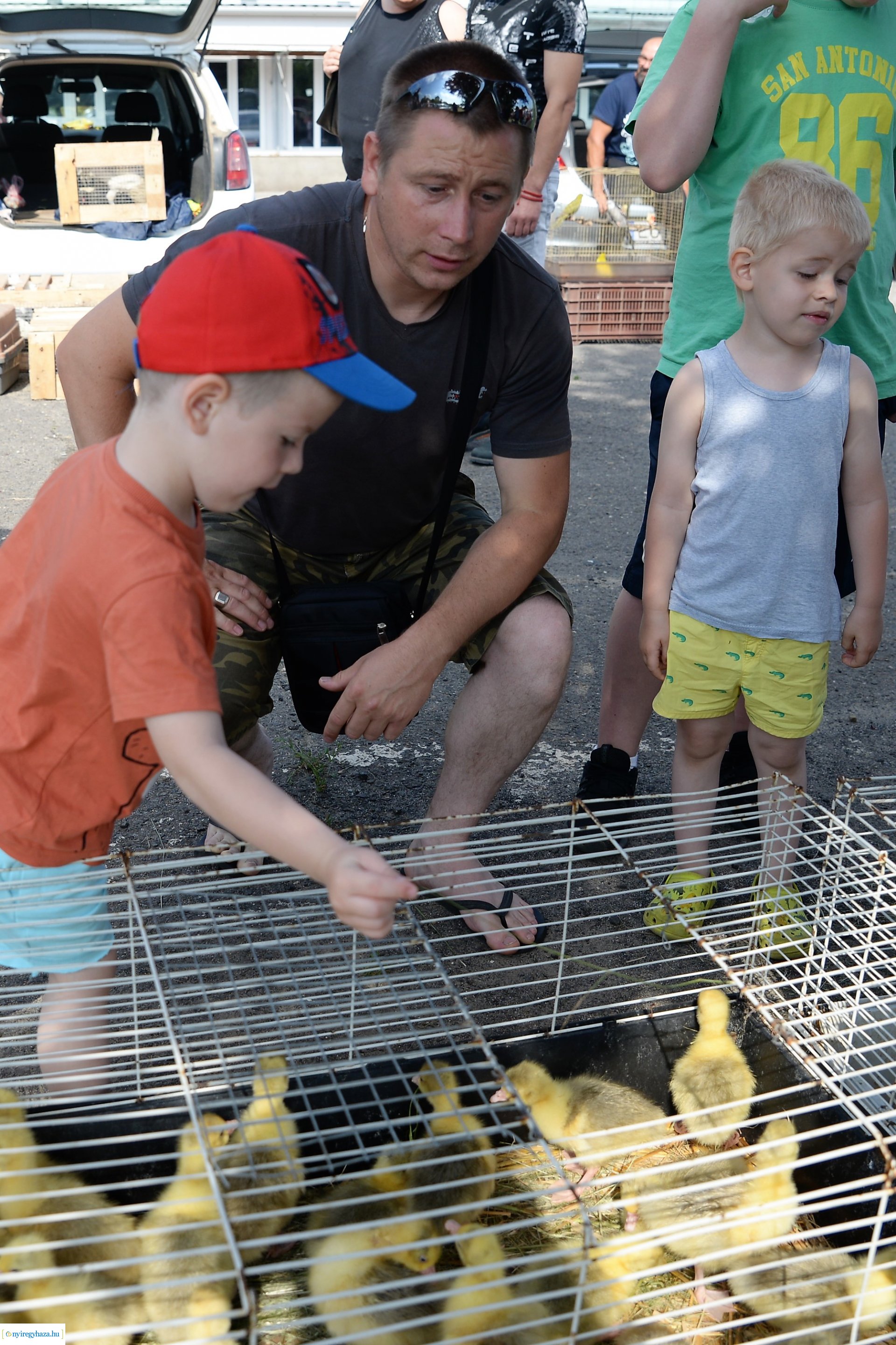 Kisállatbörze a Fokos utcai piacon