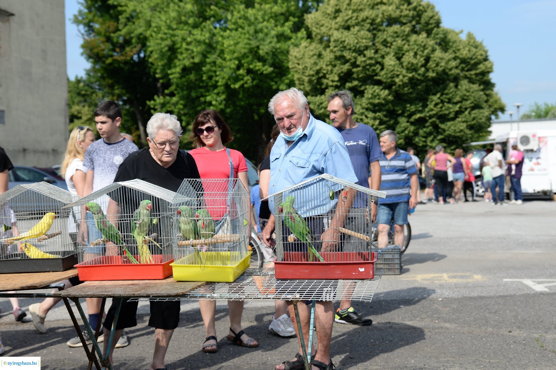 Kisállatbörze a Fokos utcai piacon