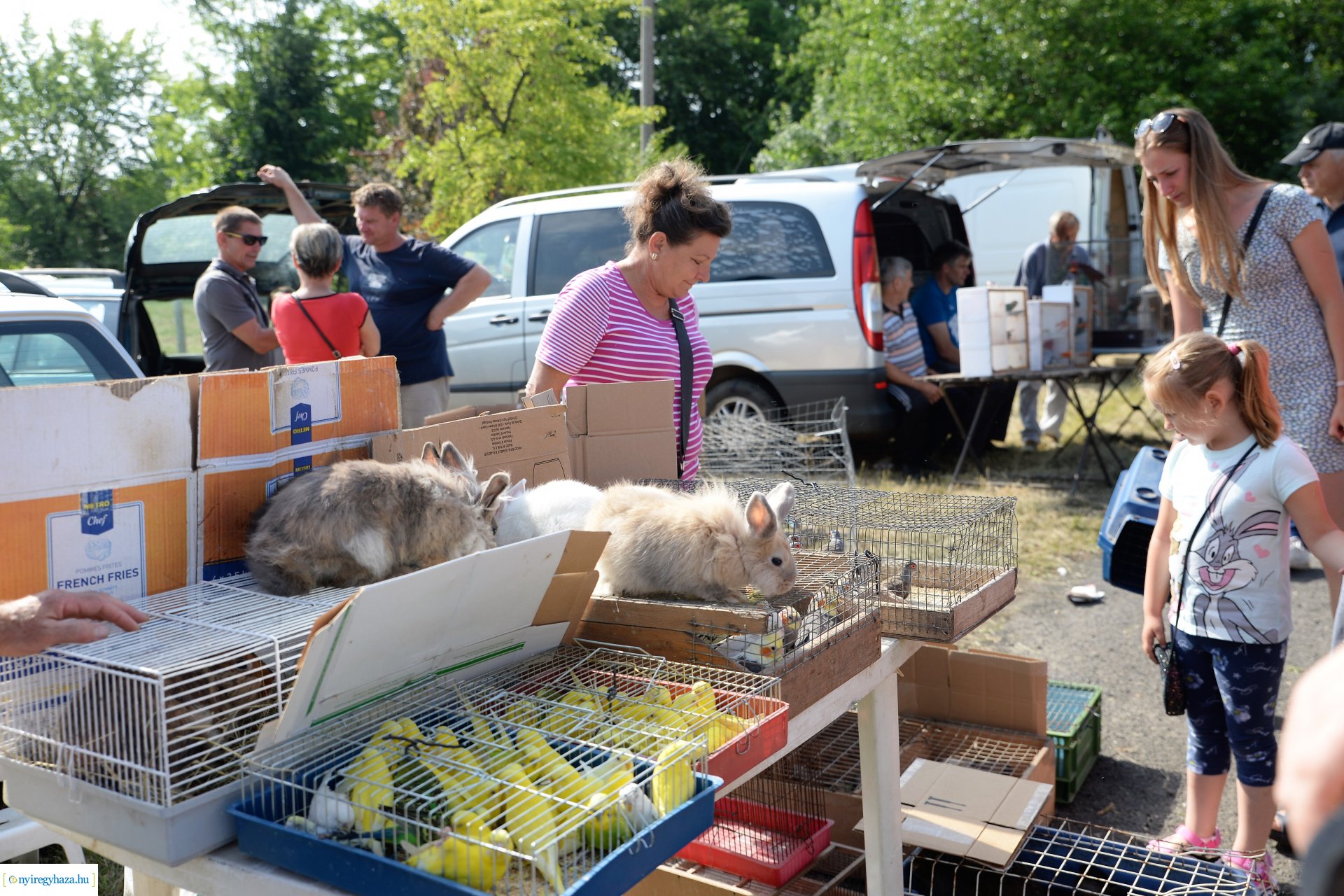 Kisállatbörze a Fokos utcai piacon