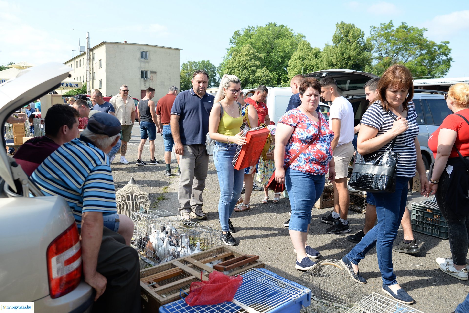Kisállatbörze a Fokos utcai piacon
