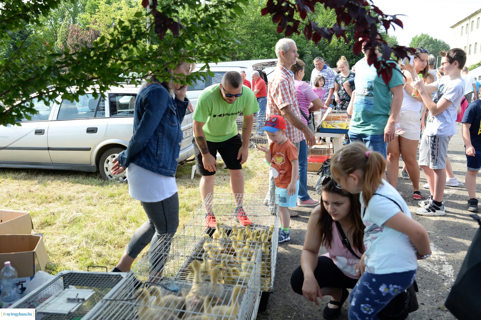 Kisállatbörze a Fokos utcai piacon