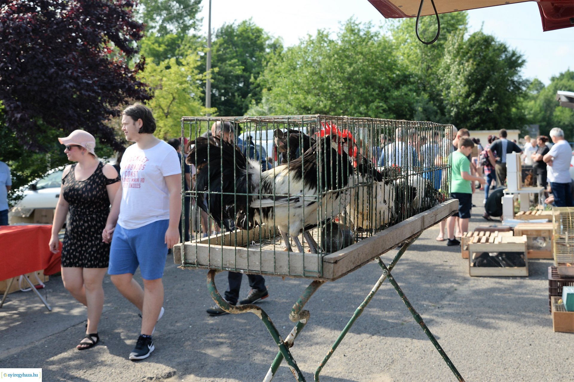 Kisállatbörze a Fokos utcai piacon