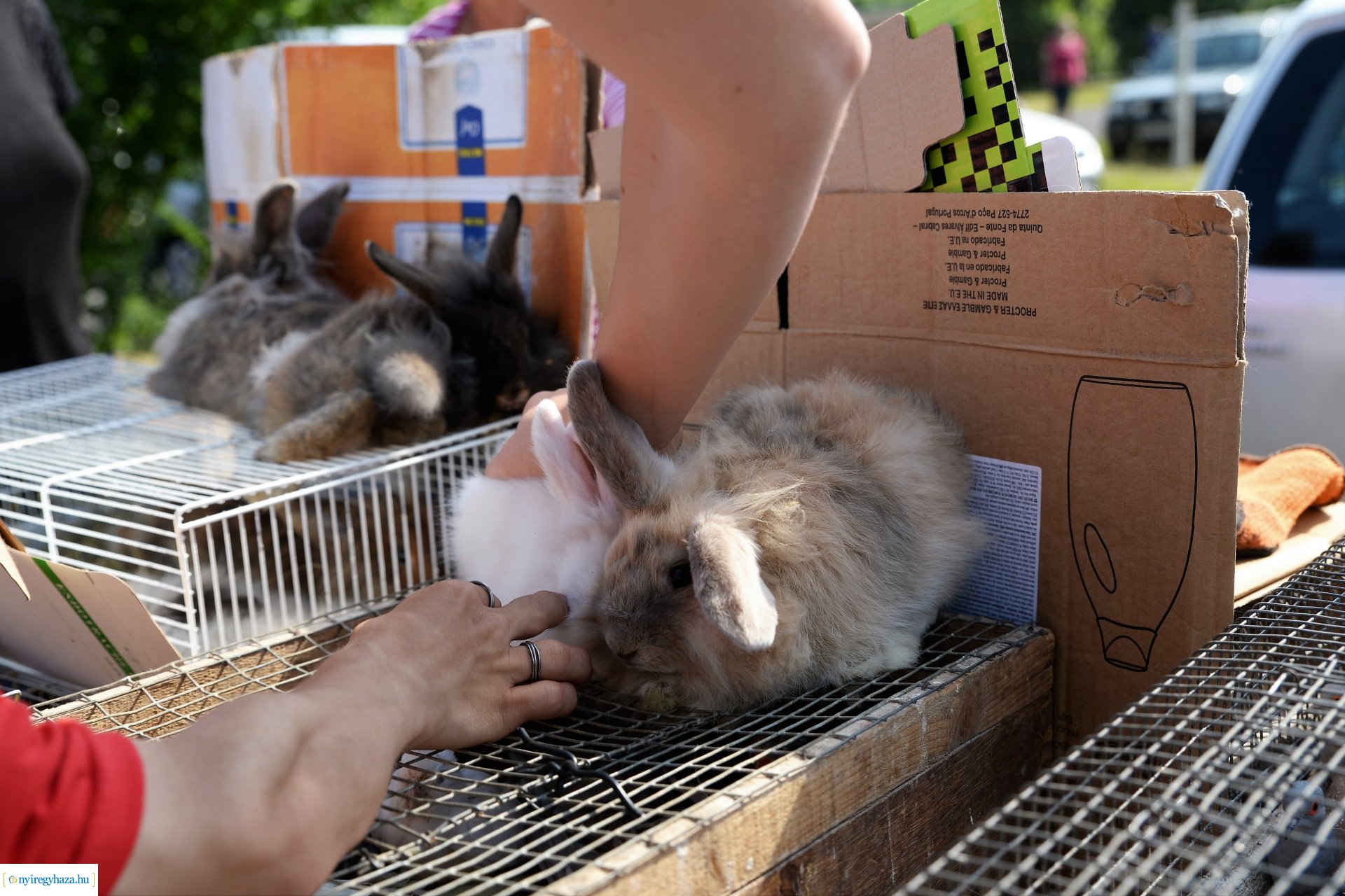 Kisállatbörze a Fokos utcai piacon