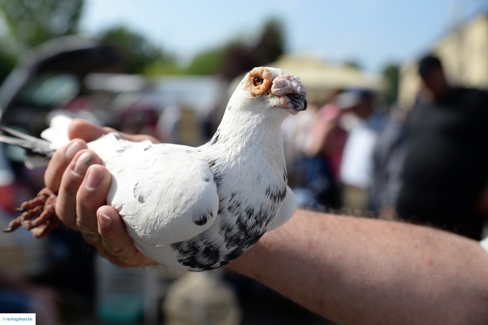 Kisállatbörze a Fokos utcai piacon