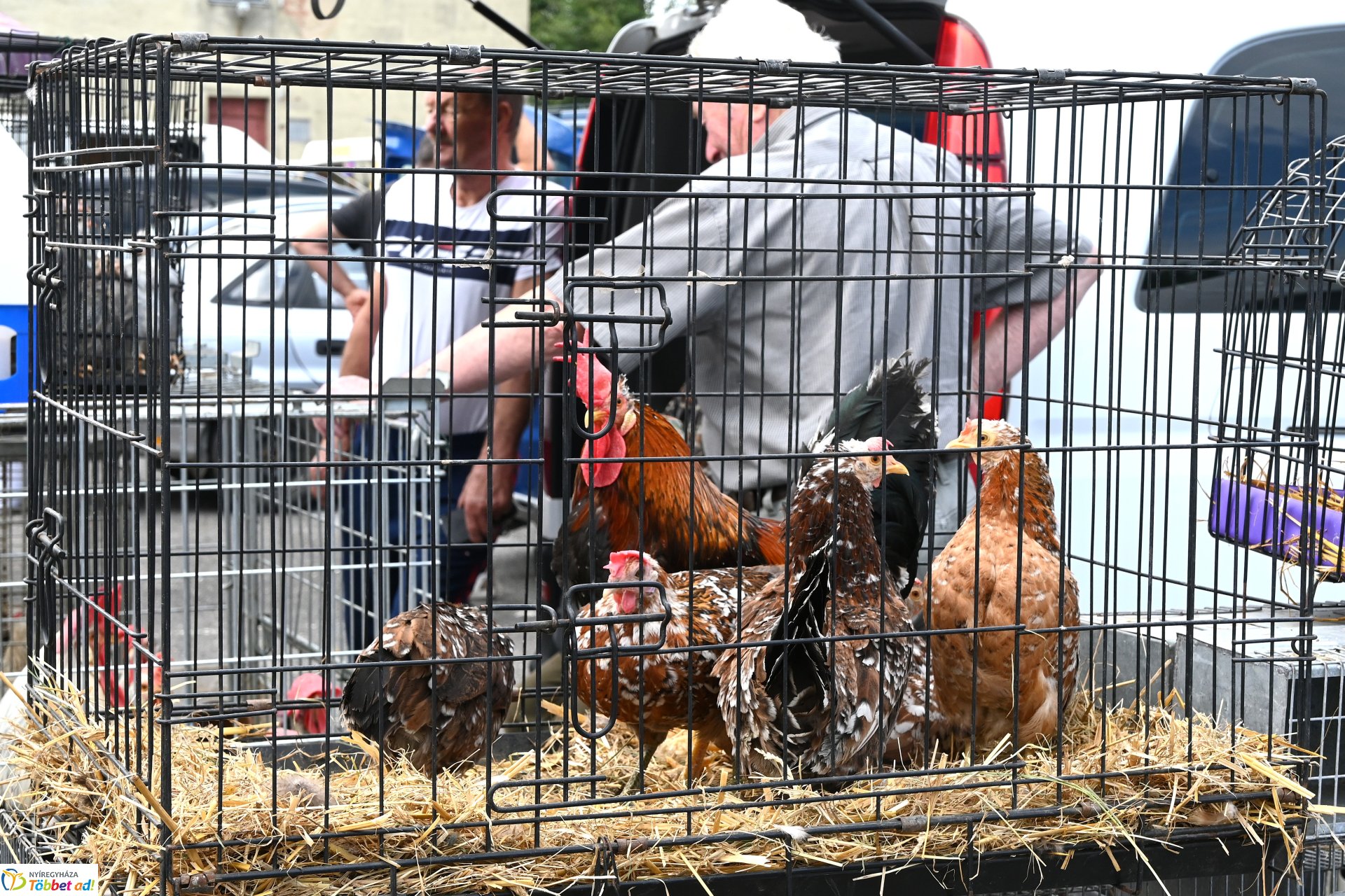 Kisállatvásár a Kertvárosi Piacon