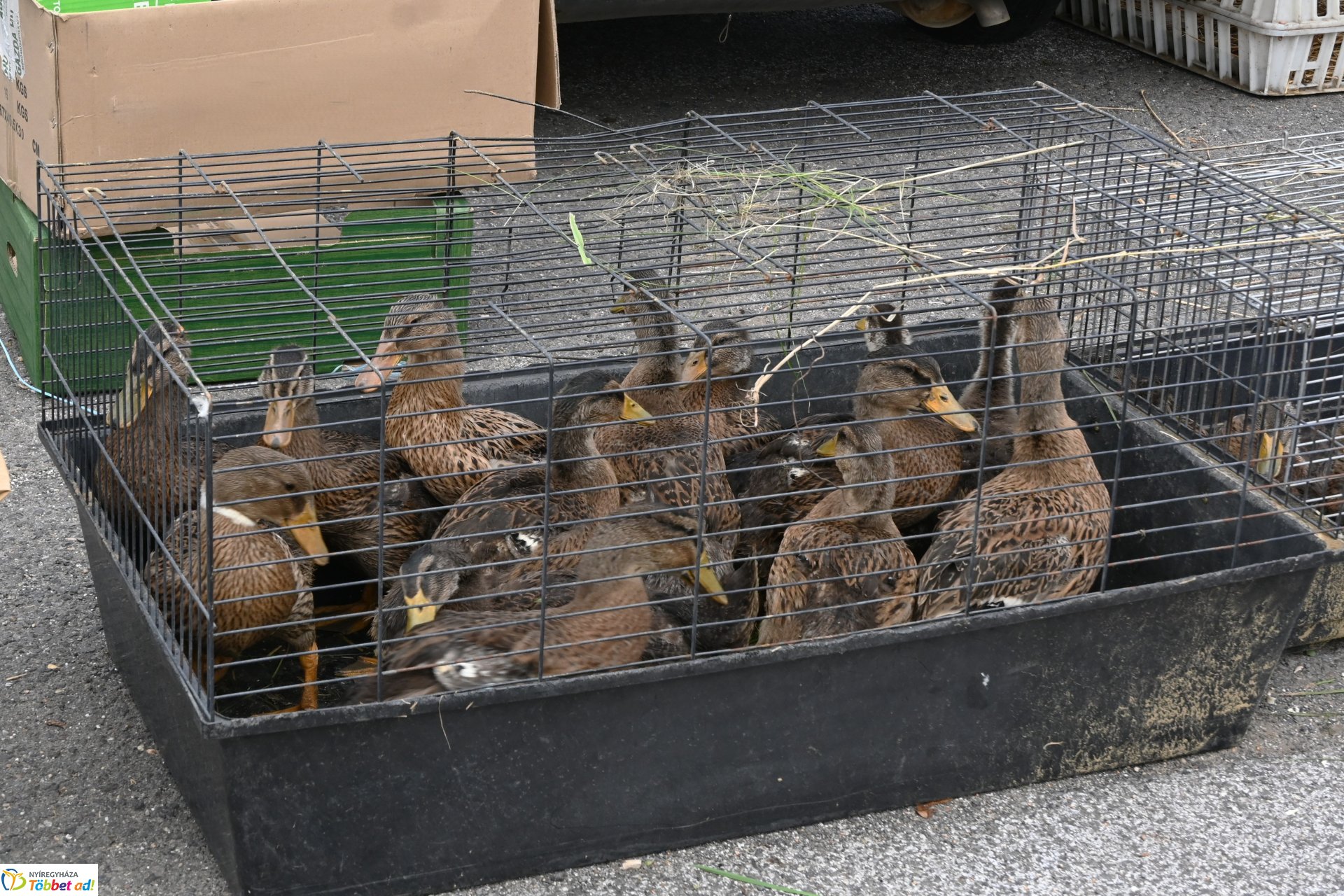 Kisállatvásár a Kertvárosi Piacon