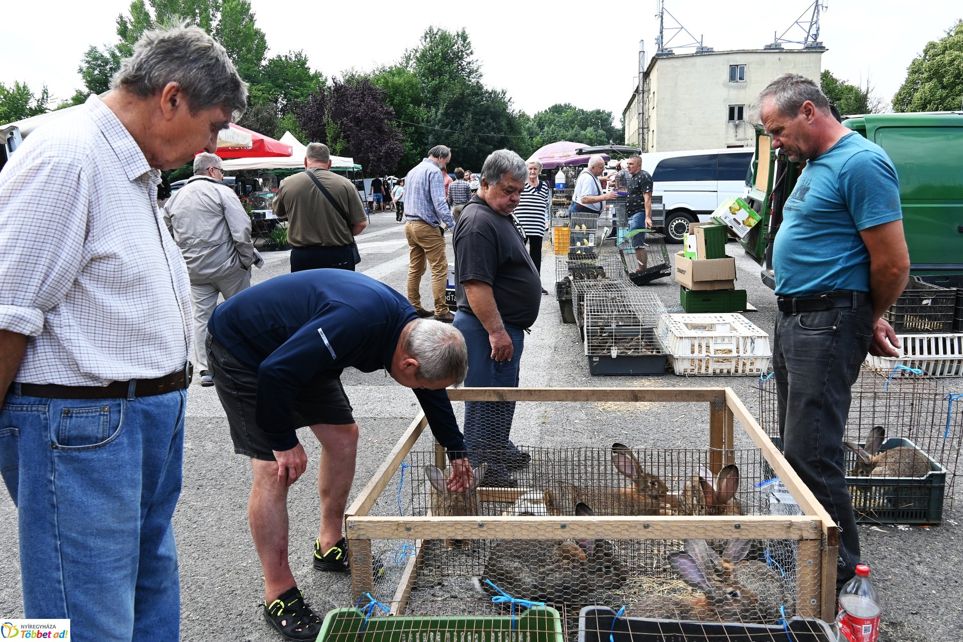 Kisállatvásár a Kertvárosi Piacon