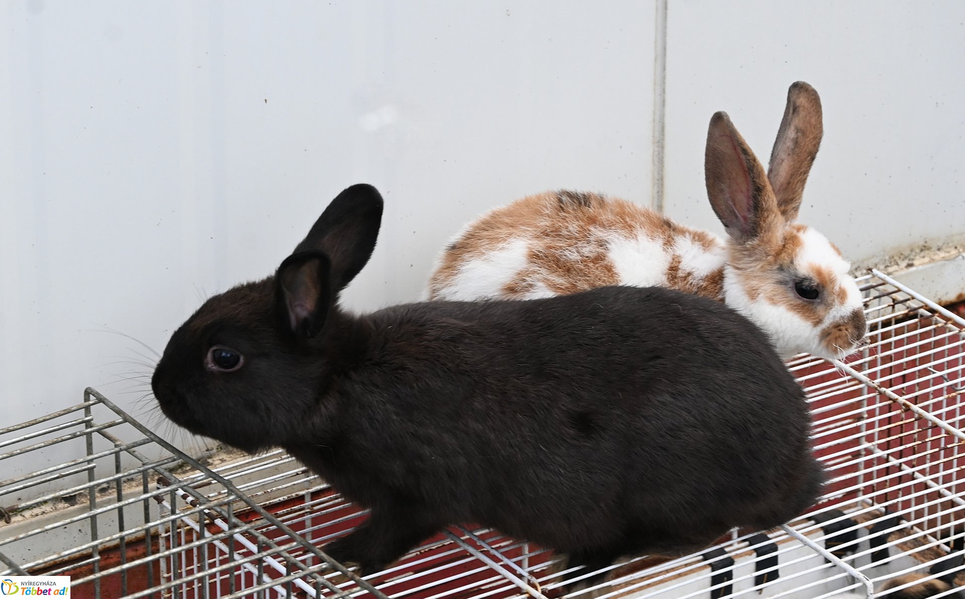 Kisállatvásár a Kertvárosi Piacon