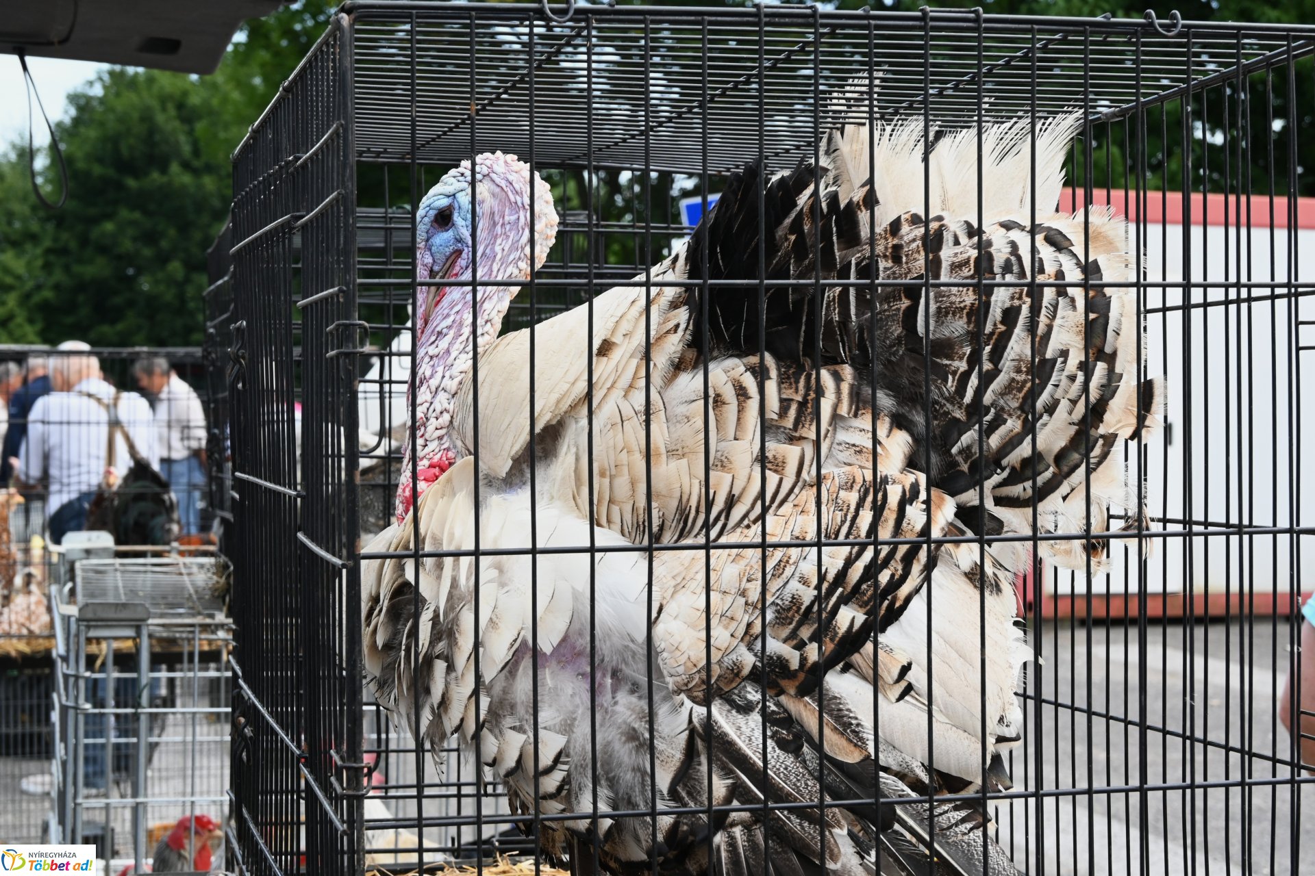 Kisállatvásár a Kertvárosi Piacon