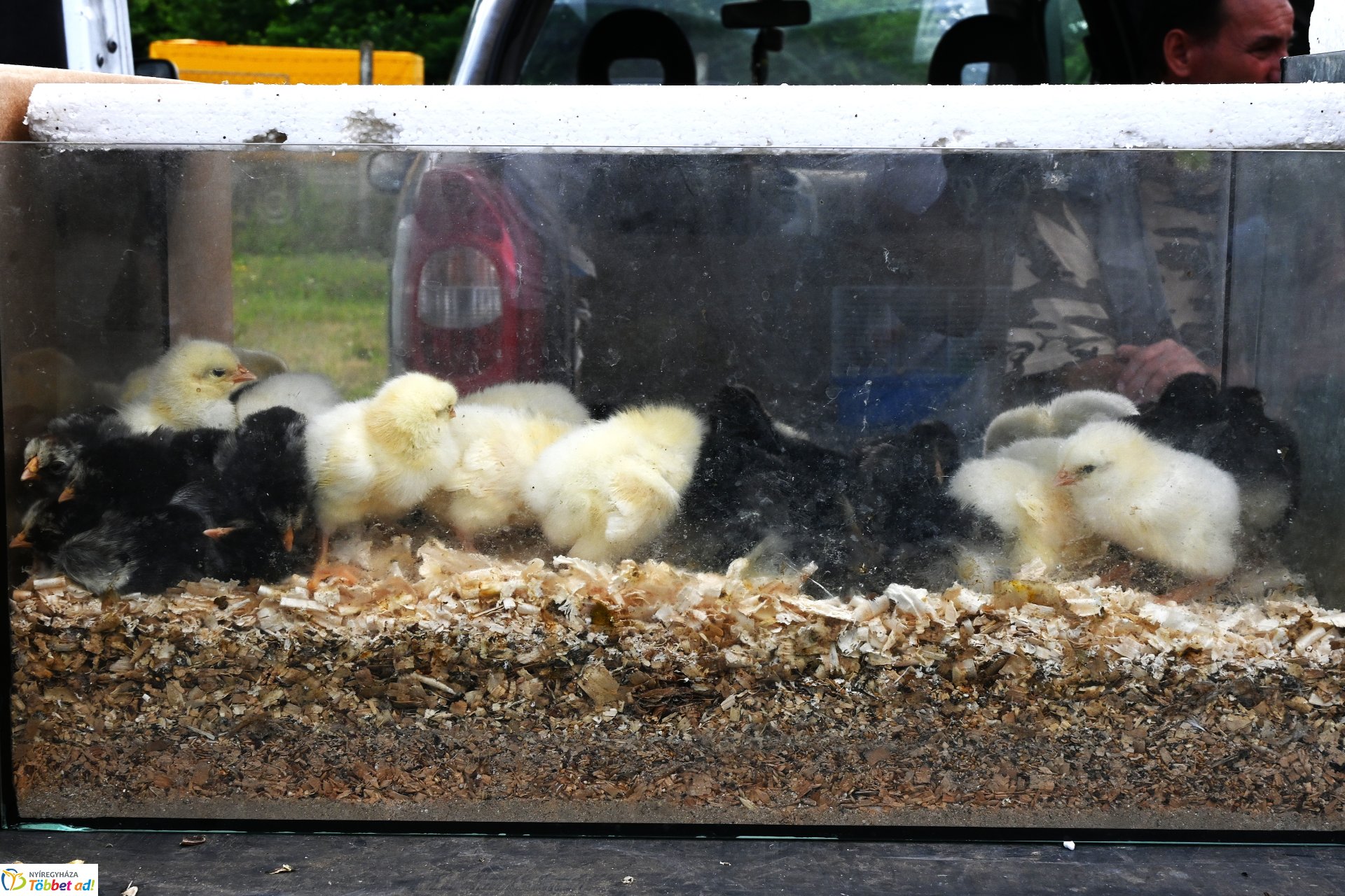 Kisállatvásár a Kertvárosi Piacon