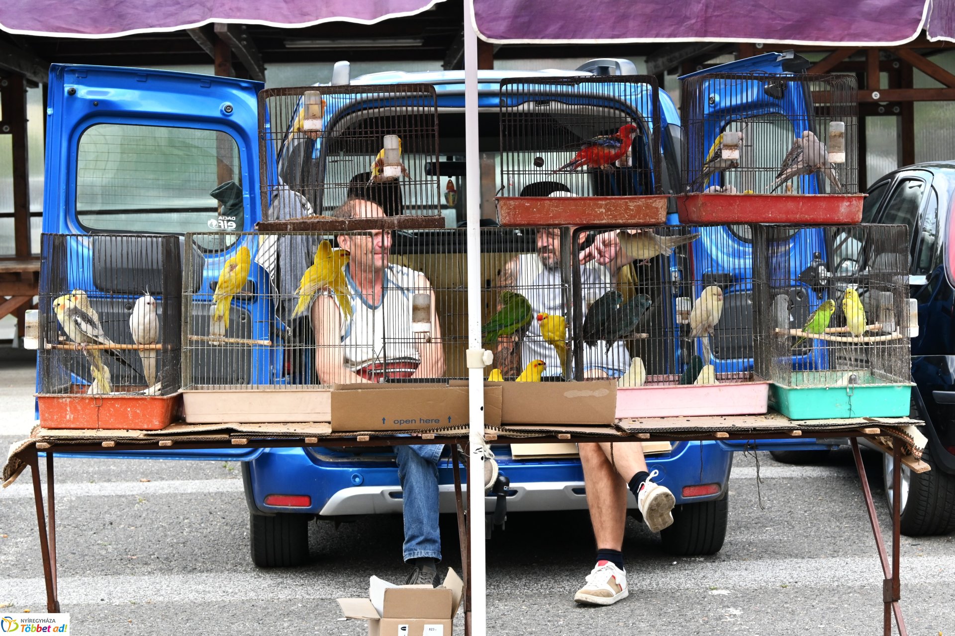 Kisállatvásár a Kertvárosi Piacon