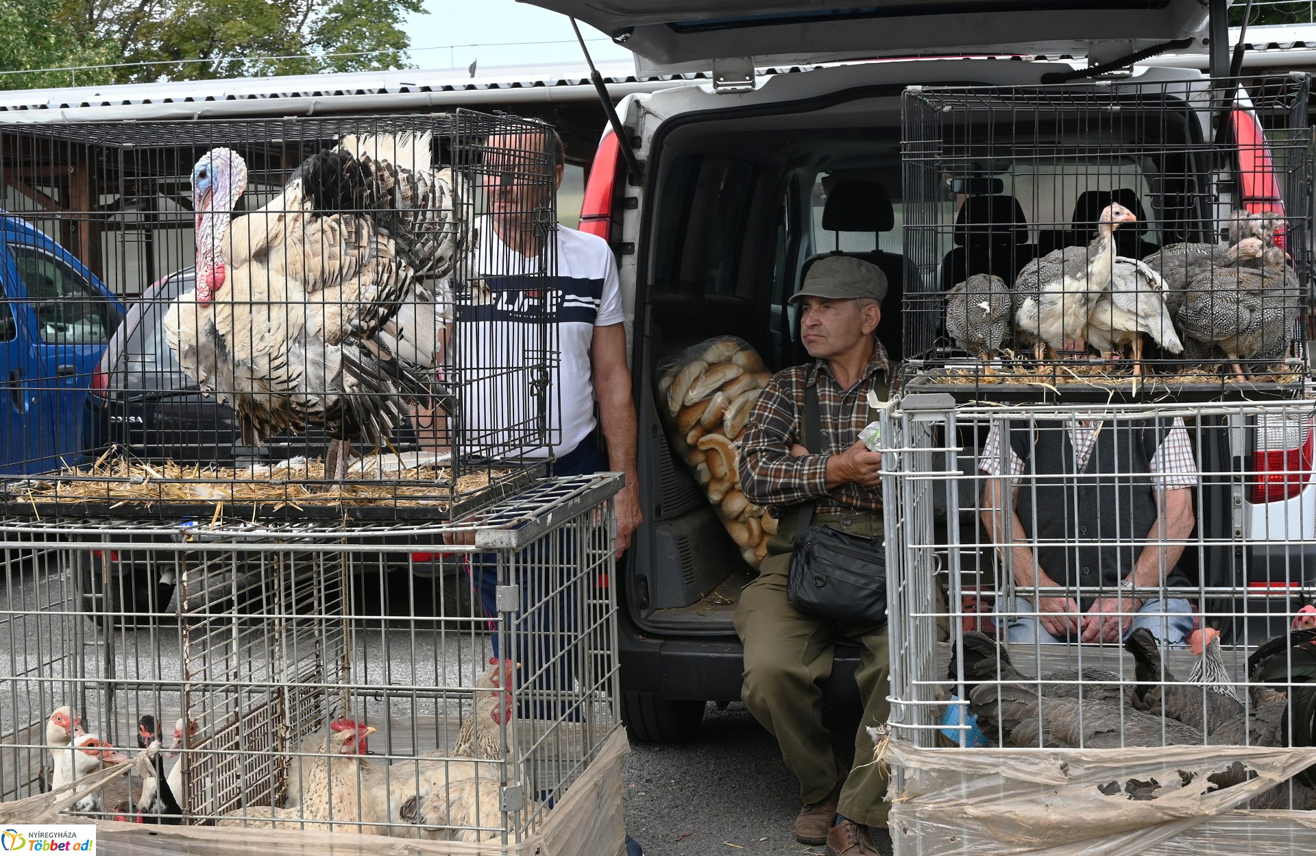 Kisállatvásár a Kertvárosi Piacon