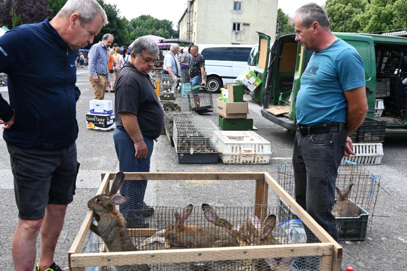 Kisállatvásár a Kertvárosi Piacon